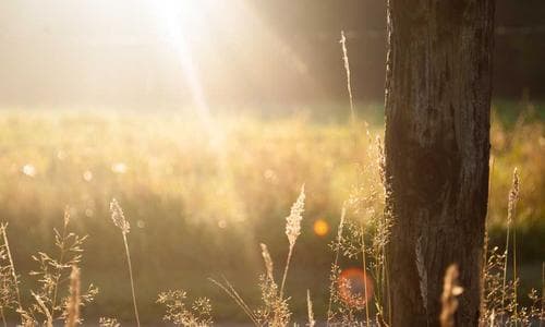 Life Style Wallets - Yellow - Cosmica Global