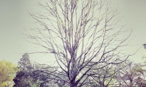 Mens Shirts - Yellow - Cosmica Global