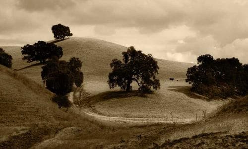 Life Style Shorts - Red - Cosmica Global