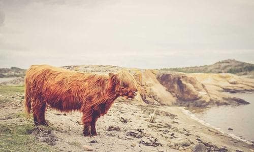 Mens Shorts - Green - Cosmica Global