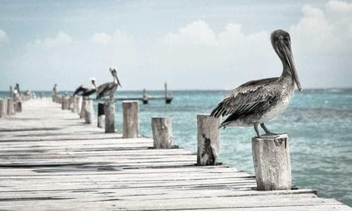 Life Style Caps - Blue - Cosmica Global