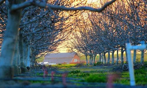 Leather Belts - Blue - Cosmica Global
