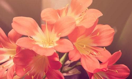 Accessories Belts - Grey - Cosmica Global