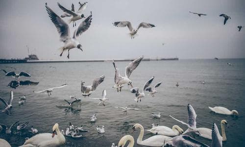 Mens Hoodies - Yellow - Cosmica Global