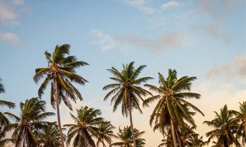 Womens Blouses - Red - Cosmica Global