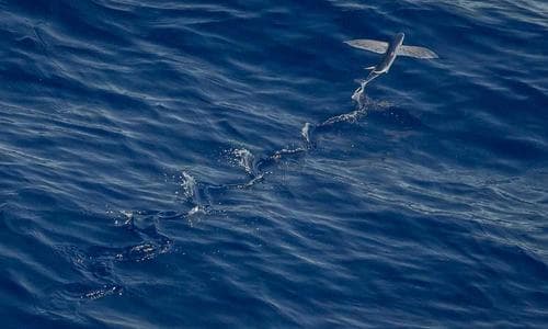 Kids Polo Shirts - Black - Cosmica Global