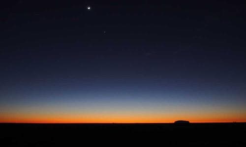 Womens Belts - Brown - Cosmica Global