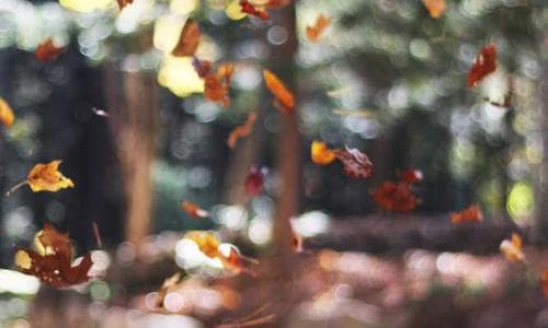 Womens Salwar - Blue - Cosmica Global