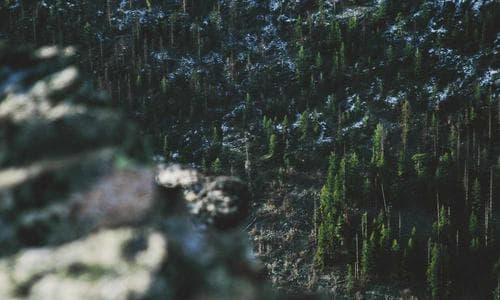 Womens Salwar - Olive - Cosmica Global