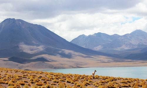 Accessories Wallets - Brown - Cosmica Global