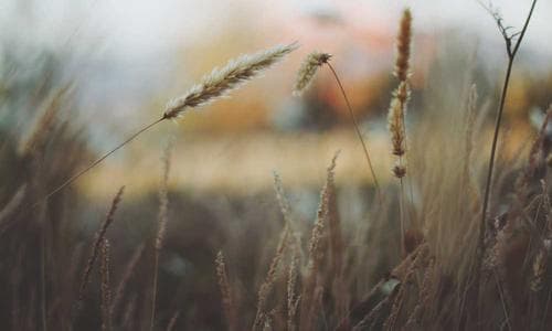 Sports Belts - Brown - Cosmica Global